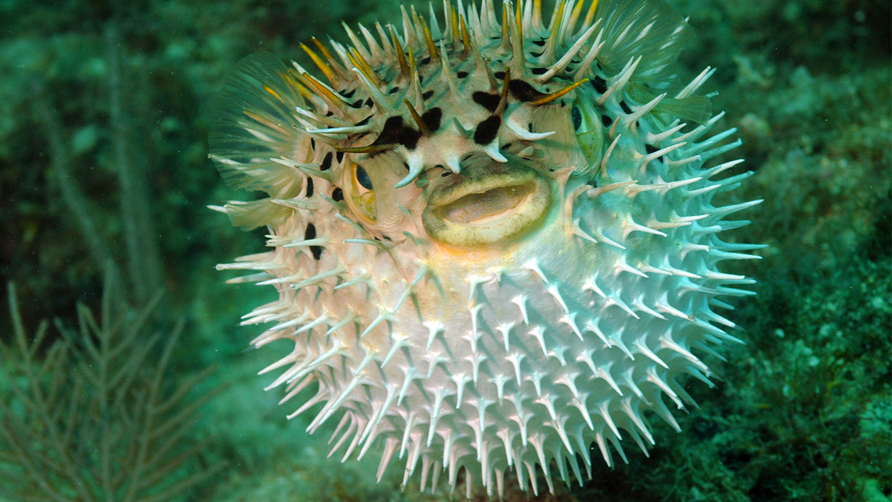 宝宝补铁吃什么(宝宝吃补铁的药大便黑色正常吗)-硒宝网