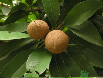 幼儿补硒吃什么牌子(幼儿补硒哪种好)-硒宝网