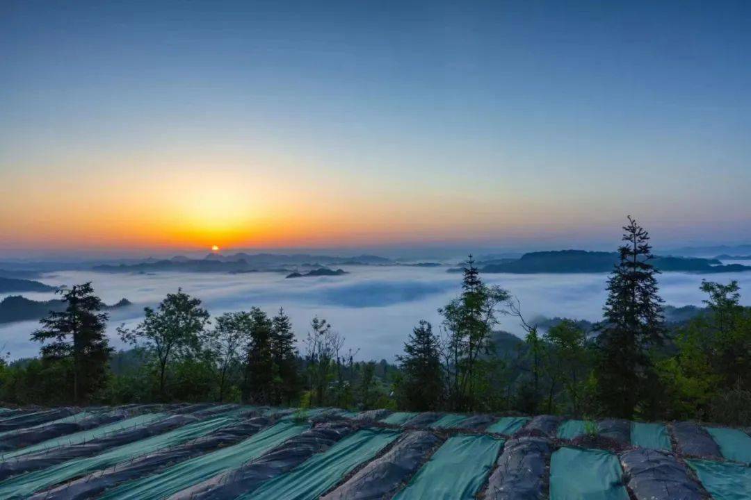 什么茶补硒最好最快(喝茶补硒吗)-硒宝网