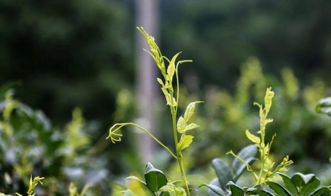 什么茶补硒最好最快(喝茶补硒吗)-硒宝网
