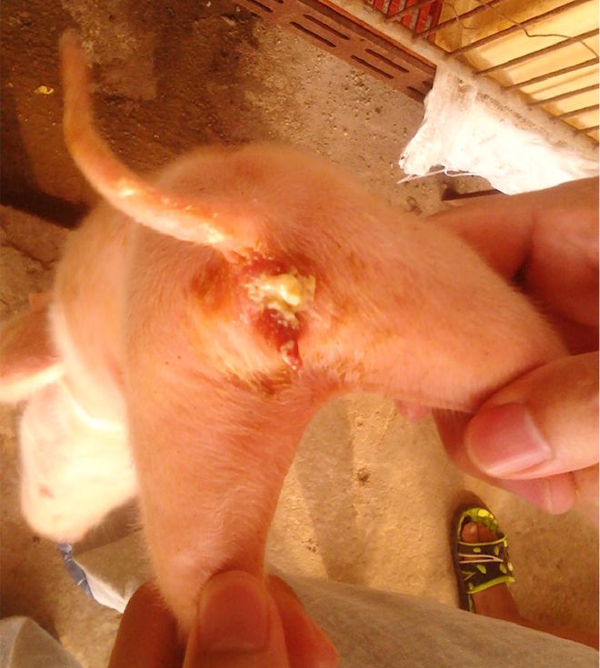 仔猪在几天补硒补铁（简述哺乳仔猪补铁补硒的方法）-硒宝网