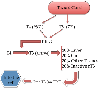 补硒甲状腺功能减退(减退补甲状腺功能硒的作用)-硒宝网