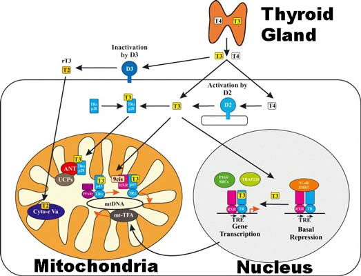 补硒甲状腺功能减退(减退补甲状腺功能硒的作用)-硒宝网