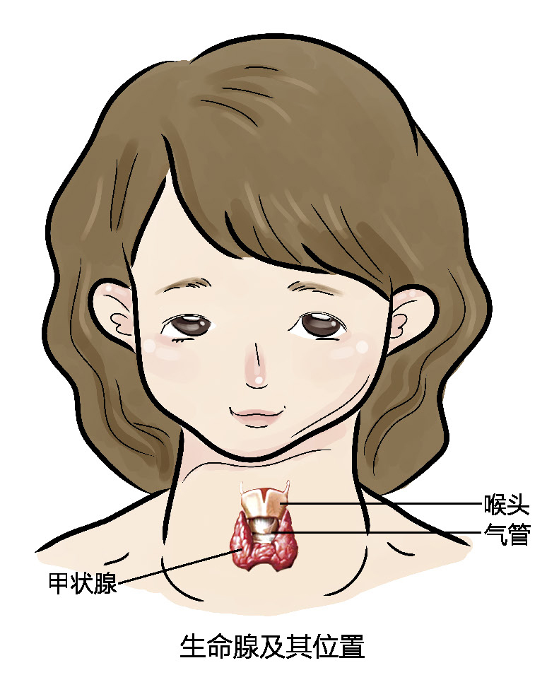 甲状腺激素低补硒吗(甲状腺激素低要补碘吗)-硒宝网