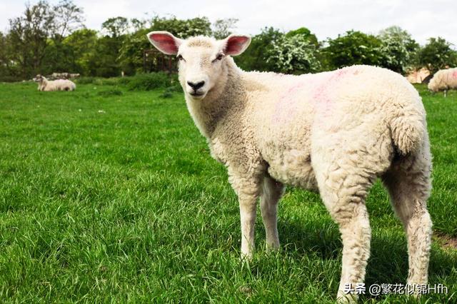 家禽补硒的最佳方法(禽类缺硒症状)-硒宝网