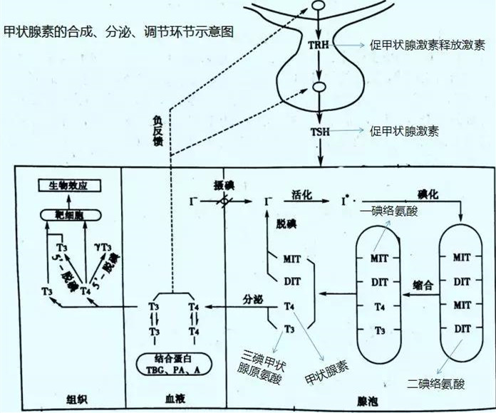 缺碘怎么补(孕妇缺碘吃海苔补碘吗)-硒宝网