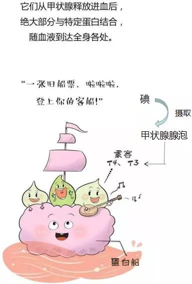 缺碘怎么补(孕妇缺碘吃海苔补碘吗)-硒宝网