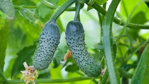 健康之路之补硒防癌(补硒预防癌症无效)-硒宝网