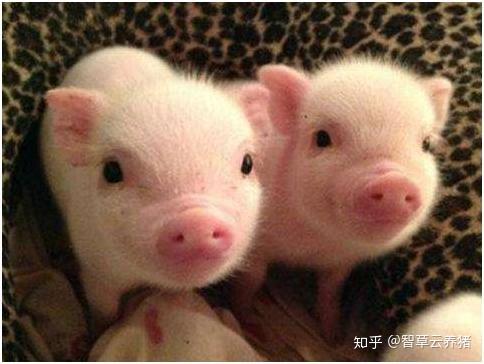 哺乳仔猪补硒补铁药（简述哺乳仔猪补铁补硒的方法）-硒宝网