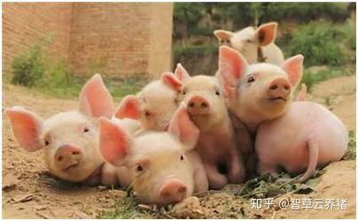 哺乳仔猪补硒补铁药（简述哺乳仔猪补铁补硒的方法）-硒宝网