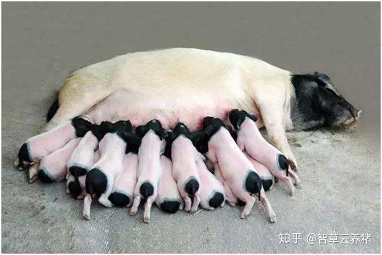 哺乳仔猪补硒补铁药（简述哺乳仔猪补铁补硒的方法）-硒宝网