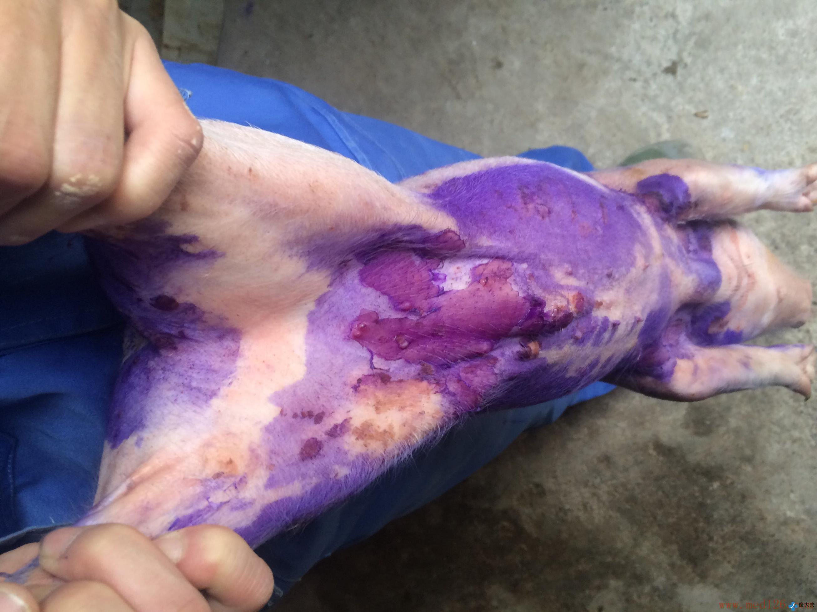 哺乳仔猪补硒补铁药（哺乳药补仔猪补铁硒可以吗）-硒宝网