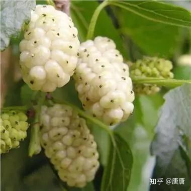 桑葚听说补硒功效好(桑葚养生功效)-硒宝网