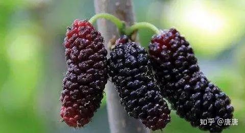 桑葚听说补硒功效好(桑葚养生功效)-硒宝网