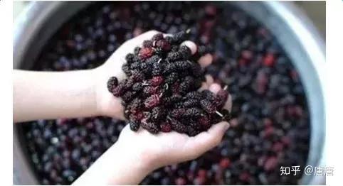 桑葚听说补硒功效好(桑葚养生功效)-硒宝网