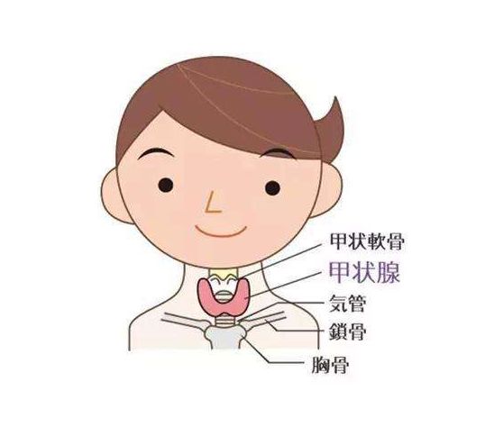 甲状腺结节要补硒吗(甲状腺结节补硒有什好处)-硒宝网