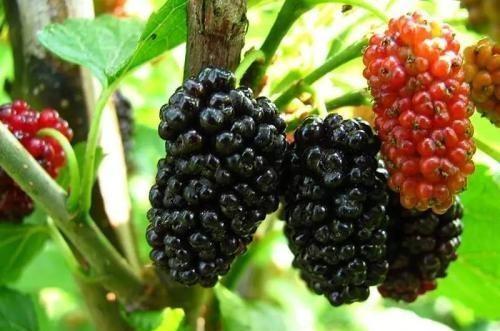 桑葚听说补硒功效好(桑葚有没有补肾的功用)-硒宝网