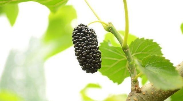 桑葚听说补硒功效好(桑葚有没有补肾的功用)-硒宝网