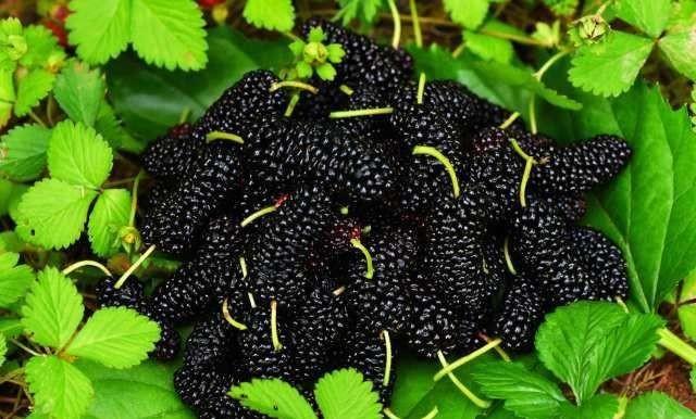 桑葚听说补硒功效好(桑葚有没有补肾的功用)-硒宝网