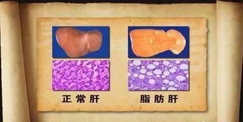 小鸡可以补硒吗视频(硒对鸡的影响)-硒宝网