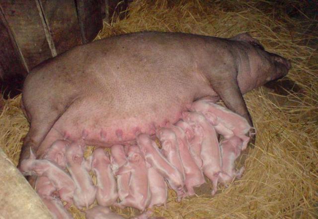 仔猪补铁补硒的方法（仔猪如何补铁补硒）-硒宝网