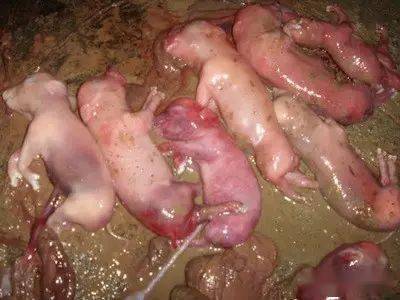 仔猪补铁补硒的方法（仔猪如何补铁补硒）-硒宝网