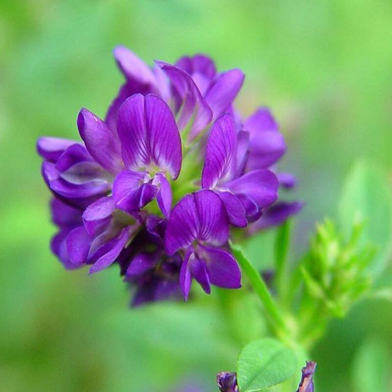 肥猪补硒用什么好呢（猪用硒粉）-硒宝网