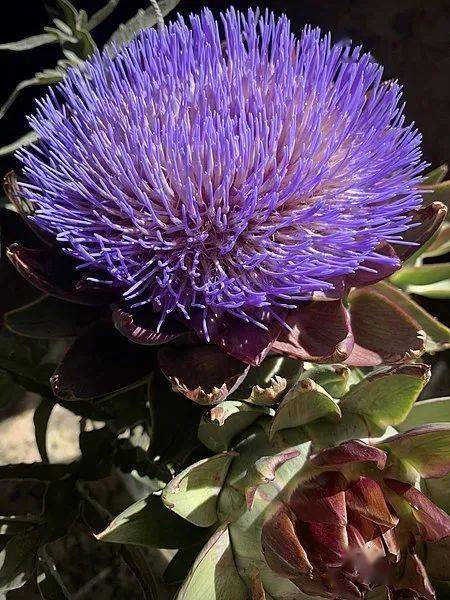 肥猪补硒用什么好呢（猪用硒粉）-硒宝网