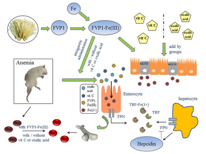 孕妇补硒补锌的作用（孕妇补锌有什么用）-硒宝网