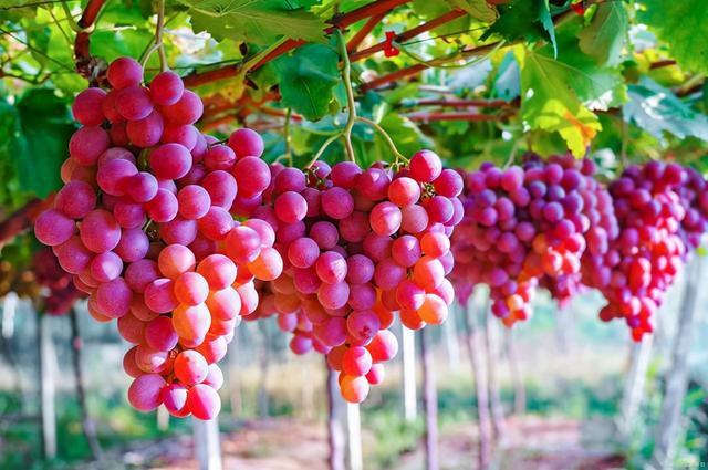 春季为什么补硒多吃（多补充硒）-硒宝网