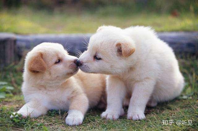 羊奶能补钙吗(补钙羊奶粉好还是牛奶粉好)-硒宝网