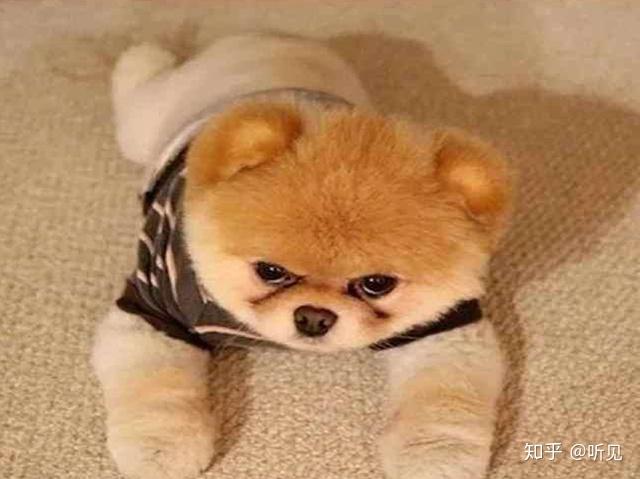 羊奶能补钙吗(补钙羊奶粉好还是牛奶粉好)-硒宝网