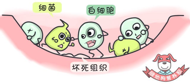 狗狗缺微量元素的症状（狗狗缺症状微量元素有哪些）-硒宝网