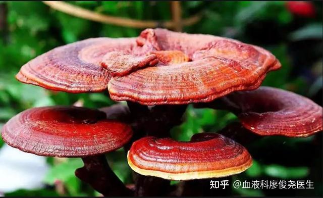 补硒能治疗肺部结节(能肺部补结节治疗硒元素吗)-硒宝网