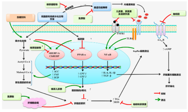 肝病病人吃什么补硒（病人补肝病吃硒片可以吗）-硒宝网