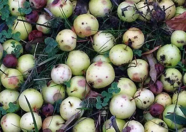 胃癌晚期补硒吃什么（晚期补胃癌吃硒片可以吗）-硒宝网