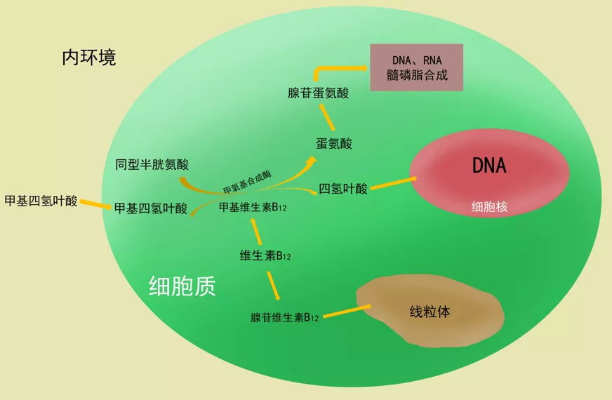 补硒能治疗白癜风么(补硒治疗妇科病吗)-硒宝网
