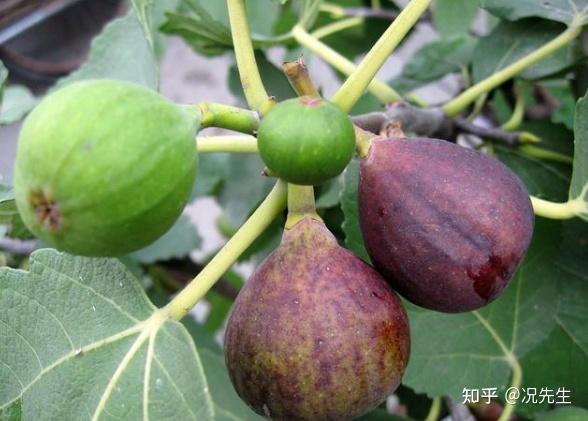 甲状腺肿大如何补硒(甲状腺补硒的药)-硒宝网