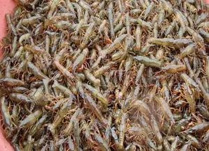 冬天需要补钙吗(冬天是补钙的好时机吗)-硒宝网