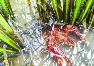 冬天需要补钙吗(冬天是补钙的好时机吗)-硒宝网