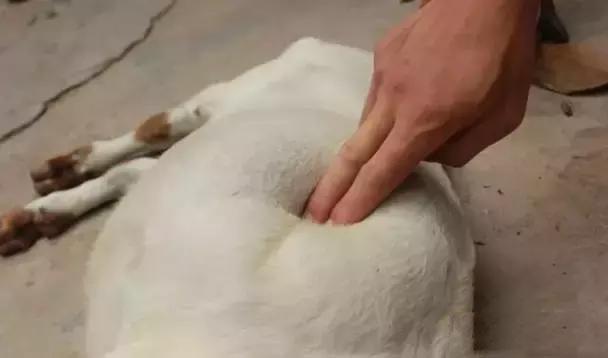 羊补硒中毒怎么解救(羊硒中毒怎么解救)-硒宝网