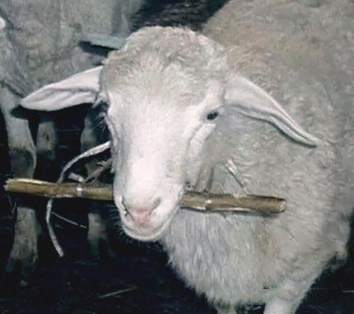 羊补硒中毒怎么解救(羊硒中毒怎么解救)-硒宝网