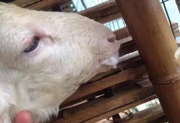 羊补硒中毒怎么解救(羊硒中毒怎么解救)-硒宝网