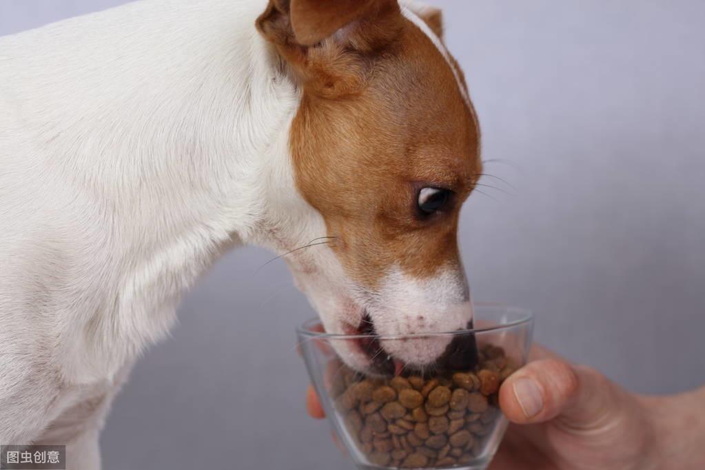 小狗吃什么补钙(小狗补钙吃什么药)-硒宝网