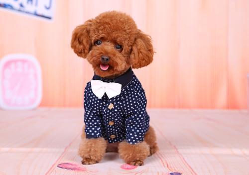 小狗吃什么补钙(小狗补钙吃什么药)-硒宝网