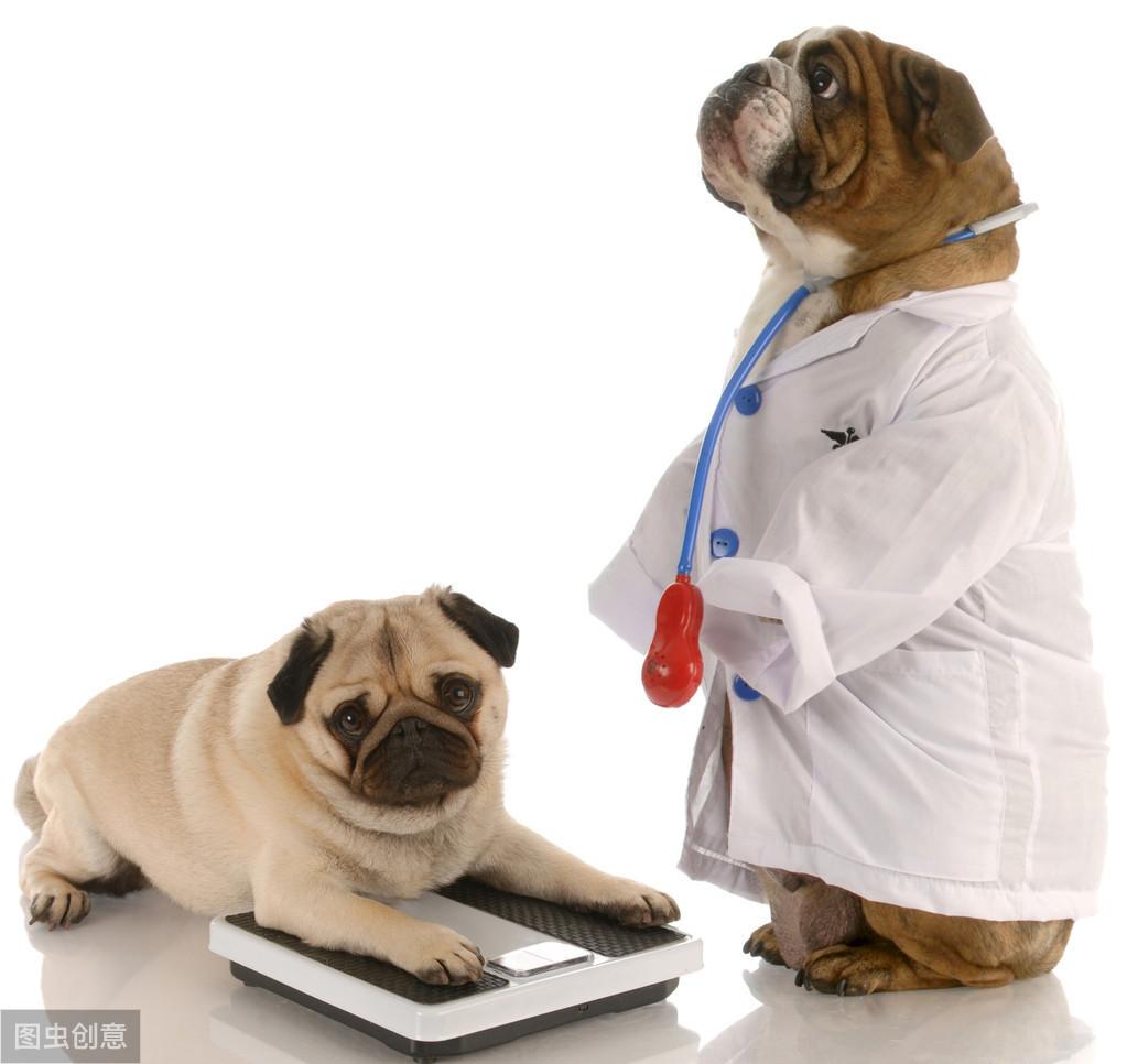 小狗吃什么补钙(小狗补钙吃什么药)-硒宝网