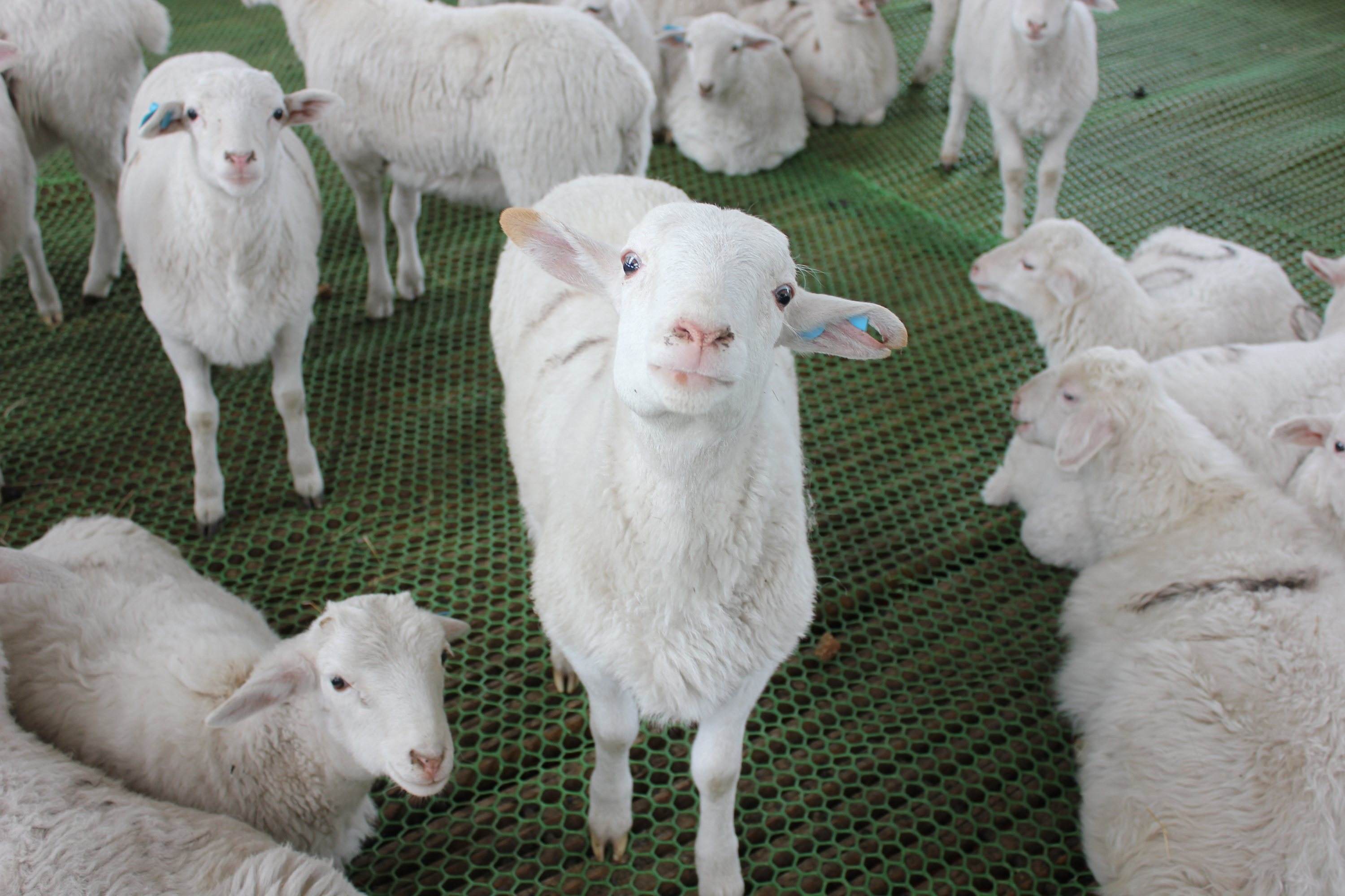 羊补硒中毒怎么解救(羔羊硒中毒)-硒宝网