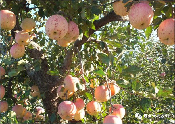 苹果补钙吗（吃苹果补钙）-硒宝网