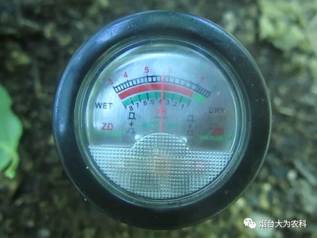 苹果补钙吗（吃苹果补钙）-硒宝网