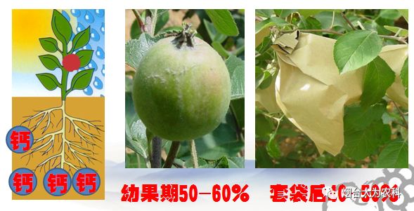 苹果补钙吗（吃苹果补钙）-硒宝网